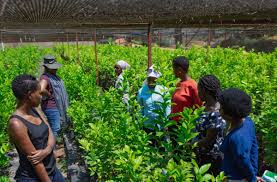 Farm to Table: Our Organic Journey