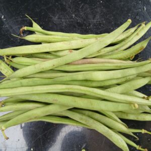 Fresh Beans