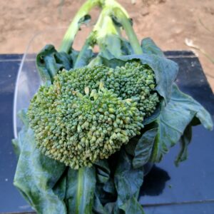 Fresh Broccoli